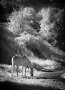 Lubica Kremenova White horse
